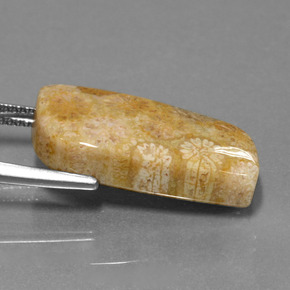 Corail fossile Multicolore naturelle Forme fantaisie, 13.97 ct, Opaque