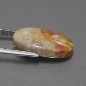 Corail fossile multicolore naturelle coupe ovale, 8,82 ct, opaque