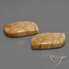 Shop natural 30.44ct Multicolore corail fossile gems, Fantaisie, from Indonésie at GemSelect. In stock, global shipping!