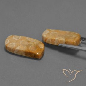 Shop natural 30.44ct Multicolore corail fossile gems, Fantaisie, from Indonésie at GemSelect. In stock, global shipping!