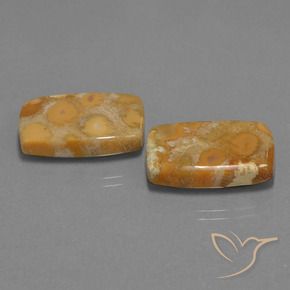 Shop natural 29.77ct Multicolore Corail fossile gems, Coussin, from Indonésie at GemSelect. In stock, global shipping!