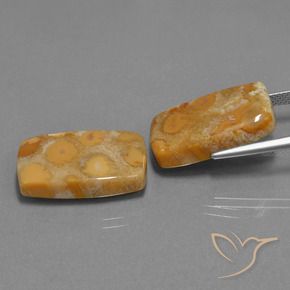 Shop natural 29.77ct Multicolore Corail fossile gems, Coussin, from Indonésie at GemSelect. In stock, global shipping!