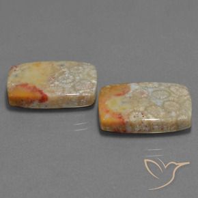 Shop natural 29.41ct Multicolore corail fossile gems, Coussin, from Indonésie at GemSelect. In stock, global shipping!
