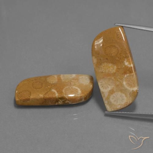24.41ctw Naturel Multicolore corail fossile, Fantaisie, Opaque