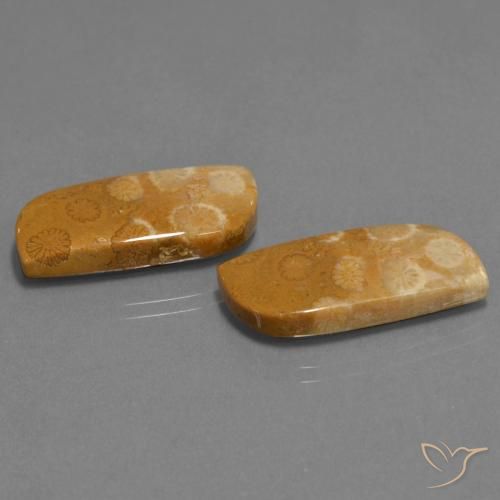 Shop natural 24.41ct Multicolore corail fossile gems, Fantaisie, from Indonésie at GemSelect. In stock, global shipping!