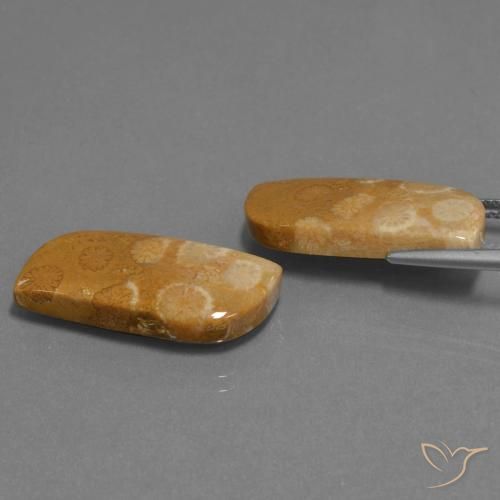 Shop natural 24.41ct Multicolore corail fossile gems, Fantaisie, from Indonésie at GemSelect. In stock, global shipping!