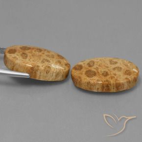 Shop natural 25.95ct Multicolore Corail fossile gems, ovale, from Indonésie at GemSelect. In stock, global shipping!