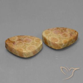 Shop natural 31.65ct Multicolore corail fossile gems, Trillion, from Indonésie at GemSelect. In stock, global shipping!