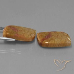 Shop natural 28.06ct Multicolore corail fossile gems, Fantaisie, from Indonésie at GemSelect. In stock, global shipping!