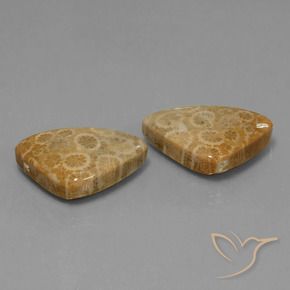 Shop natural 34.00ct Multicolore corail fossile gems, Trillion, from Indonésie at GemSelect. In stock, global shipping!