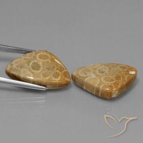 Shop natural 34.00ct Multicolore corail fossile gems, Trillion, from Indonésie at GemSelect. In stock, global shipping!