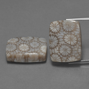 Achetez naturel ct Multicolore Corail fossile gems, Coupe coussin, En provenance Indonésie chez GemSelect. En stock, livraison internationale!