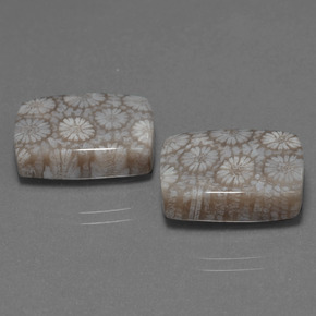 Achetez naturel ct Multicolore Corail fossile gems, Coupe coussin, En provenance Indonésie chez GemSelect. En stock, livraison internationale!