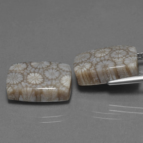 Achetez naturel ct Multicolore Corail fossile gems, Coupe coussin, En provenance Indonésie chez GemSelect. En stock, livraison internationale!