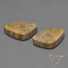 Shop natural 29.73ct Multicolore corail fossile gems, Trillion, from Indonésie at GemSelect. In stock, global shipping!