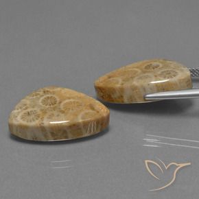 Shop natural 29.73ct Multicolore corail fossile gems, Trillion, from Indonésie at GemSelect. In stock, global shipping!