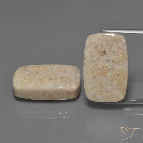 30.16ctw Naturel Multicolore Corail fossile, Coussin, Opaque