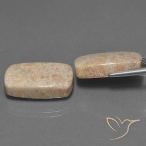 Shop natural 30.16ct Multicolore corail fossile gems, Coussin, from Indonésie at GemSelect. In stock, global shipping!