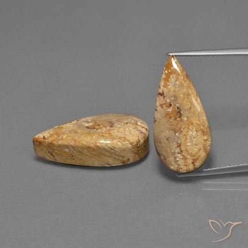 25.79ctw Naturel Multicolore corail fossile, En forme de poire, Opaque