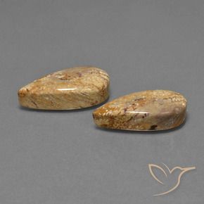 Shop natural 25.79ct Multicolore corail fossile gems, En forme de poire, from Indonésie at GemSelect. In stock, global shipping!