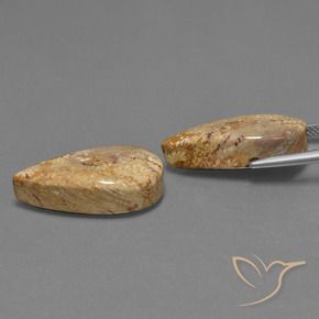 Shop natural 25.79ct Multicolore corail fossile gems, En forme de poire, from Indonésie at GemSelect. In stock, global shipping!