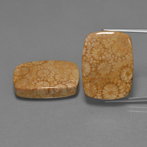 Achetez naturel ct Multicolore Corail fossile gems, Coupe coussin, En provenance Indonésie chez GemSelect. En stock, livraison internationale!