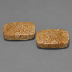 Achetez naturel ct Multicolore Corail fossile gems, Coupe coussin, En provenance Indonésie chez GemSelect. En stock, livraison internationale!