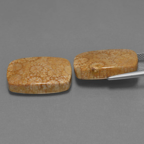 Achetez naturel ct Multicolore Corail fossile gems, Coupe coussin, En provenance Indonésie chez GemSelect. En stock, livraison internationale!