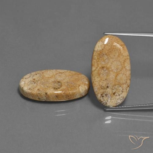 Shop natural 24.86ct Multicolore Corail fossile gems, ovale, from Indonésie at GemSelect. In stock, global shipping!