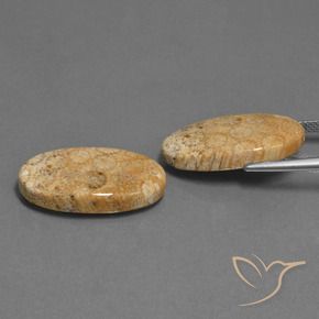 Shop natural 24.86ct Multicolore Corail fossile gems, ovale, from Indonésie at GemSelect. In stock, global shipping!