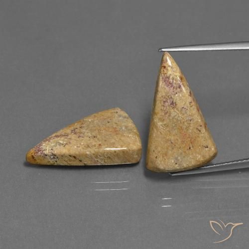 16.43ctw Naturel Multicolore corail fossile, Trillion, Opaque