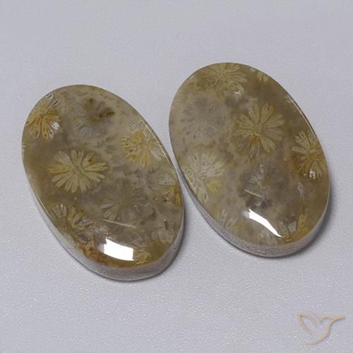 Shop natural 34.30ct Multicolore Corail fossile gems, ovale, from Indonésie at GemSelect. In stock, global shipping!