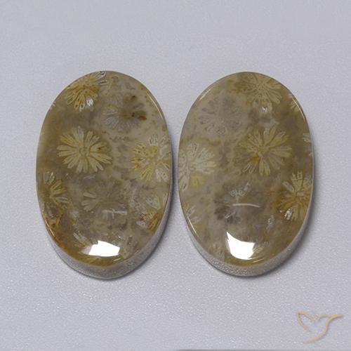 Shop natural 34.30ct Multicolore Corail fossile gems, ovale, from Indonésie at GemSelect. In stock, global shipping!