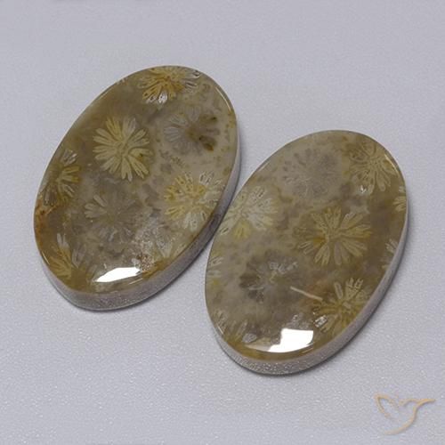 Shop natural 34.30ct Multicolore Corail fossile gems, ovale, from Indonésie at GemSelect. In stock, global shipping!