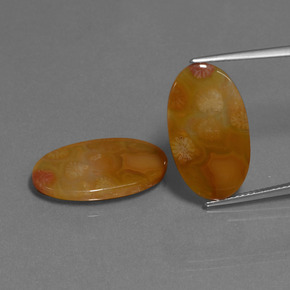 Achetez naturel ct Multicolore Corail fossile gems, Coupe ovale, En provenance Indonésie chez GemSelect. En stock, livraison internationale!