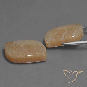 Shop natural 34.06ct Multicolore corail fossile gems, Fantaisie, from Indonésie at GemSelect. In stock, global shipping!