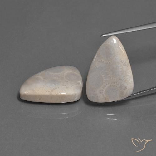 23.12ctw Naturel Multicolore corail fossile, Trillion, Opaque