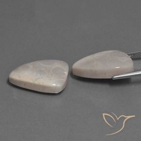 Shop natural 23.12ct Multicolore corail fossile gems, Trillion, from Indonésie at GemSelect. In stock, global shipping!