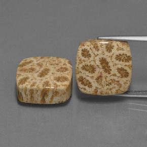 Achetez naturel ct Multicolore Corail fossile gems, Coupe coussin, En provenance Indonésie chez GemSelect. En stock, livraison internationale!