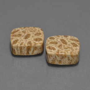 Achetez naturel ct Multicolore Corail fossile gems, Coupe coussin, En provenance Indonésie chez GemSelect. En stock, livraison internationale!