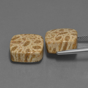 Achetez naturel ct Multicolore Corail fossile gems, Coupe coussin, En provenance Indonésie chez GemSelect. En stock, livraison internationale!