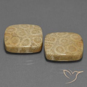 Shop natural 27.10ct Multicolore corail fossile gems, Coussin, from Indonésie at GemSelect. In stock, global shipping!