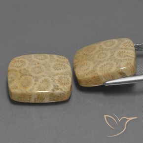 Shop natural 27.10ct Multicolore corail fossile gems, Coussin, from Indonésie at GemSelect. In stock, global shipping!