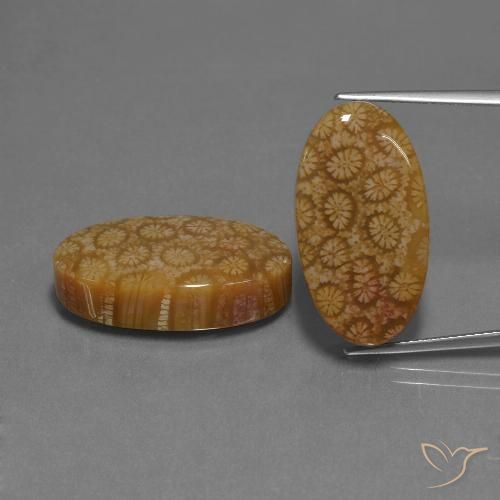 37.37ctw Naturel Multicolore corail fossile, ovale, Opaque