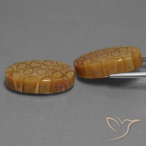 Shop natural 37.37ct Multicolore corail fossile gems, ovale, from Indonésie at GemSelect. In stock, global shipping!