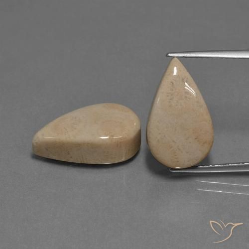 17.01ctw Naturel Multicolore corail fossile, En forme de poire, Opaque