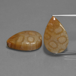 Achetez naturel ct Multicolore Corail fossile gems, En forme de poire, En provenance Indonésie chez GemSelect. En stock, livraison internationale!