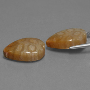 Achetez naturel ct Multicolore Corail fossile gems, En forme de poire, En provenance Indonésie chez GemSelect. En stock, livraison internationale!