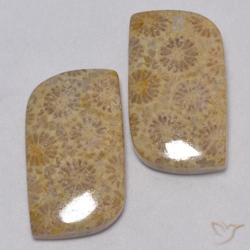 Shop natural 23.77ct Multicolore corail fossile gems, Fantaisie, from Indonésie at GemSelect. In stock, global shipping!
