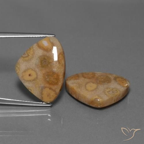 Shop natural 25.57ct Multicolore Corail fossile gems, Trillion, from Indonésie at GemSelect. In stock, global shipping!